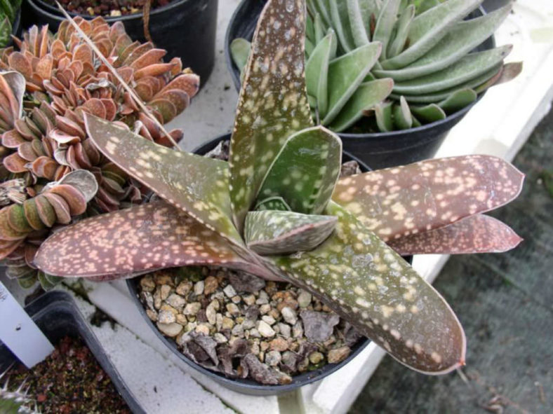 Gasteria nitida - Bathurst Gasteria