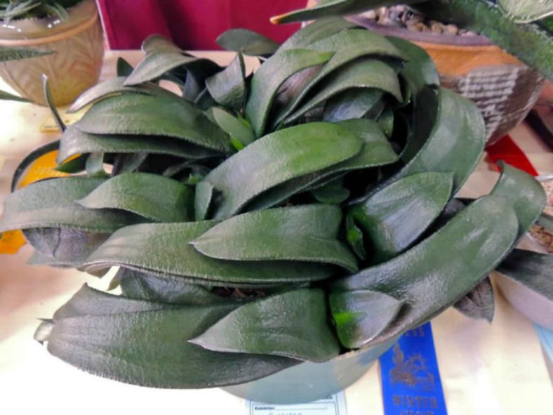 Gasteria nitida var. armstrongii - Cow Tongue