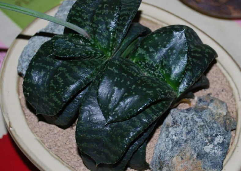 Gasteria nitida var. armstrongii (Cow Tongue)