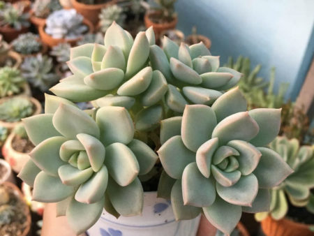 ×Graptoveria 'Titubans' (Porcelain Plant) - World of Succulents