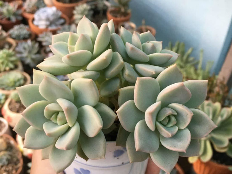 ×Graptoveria 'Titubans' (Porcelain Plant)