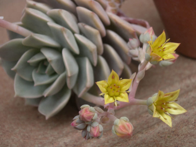 ×Graptoveria 'Titubans' (Porcelain Plant)