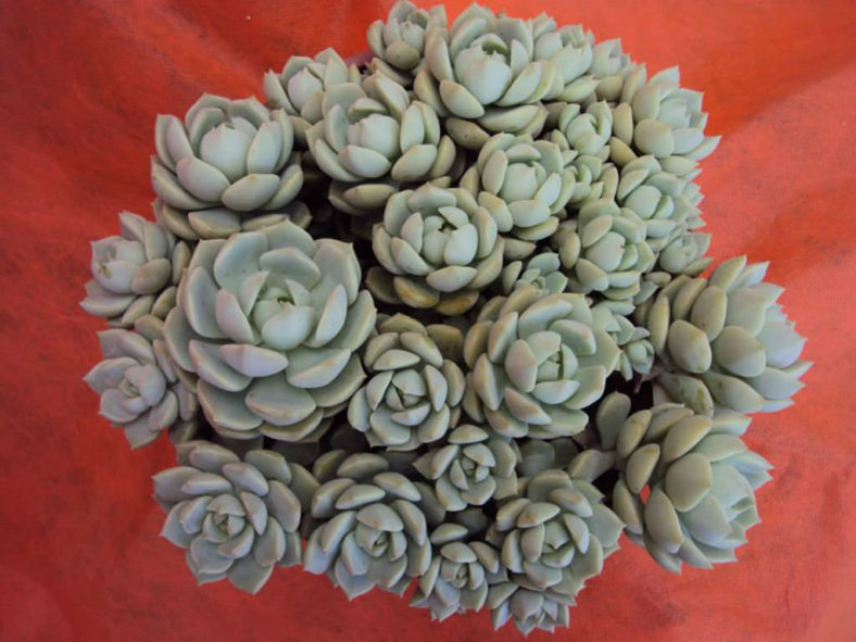 ×Graptoveria 'Titubans' (Porcelain Plant)