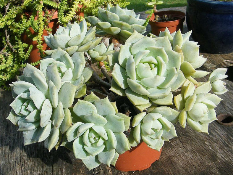 ×Graptoveria 'Titubans' (Porcelain Plant)
