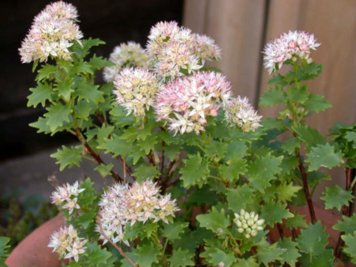 Hylotelephium populifolium - Poplar-leaved Stonecrop