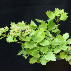 Hylotelephium populifolium - Poplar-leaved Stonecrop