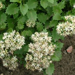 Hylotelephium populifolium - Poplar-leaved Stonecrop
