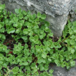 Hylotelephium populifolium (Poplar-leaved Stonecrop) - World of Succulents