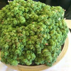 Mammillaria bocasana 'Fred'