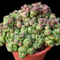 Mammillaria bocasana 'Fred'