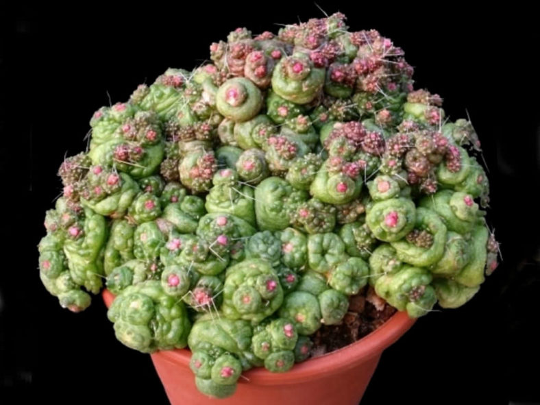 Mammillaria bocasana 'Fred'