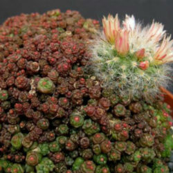 Mammillaria bocasana 'Fred'