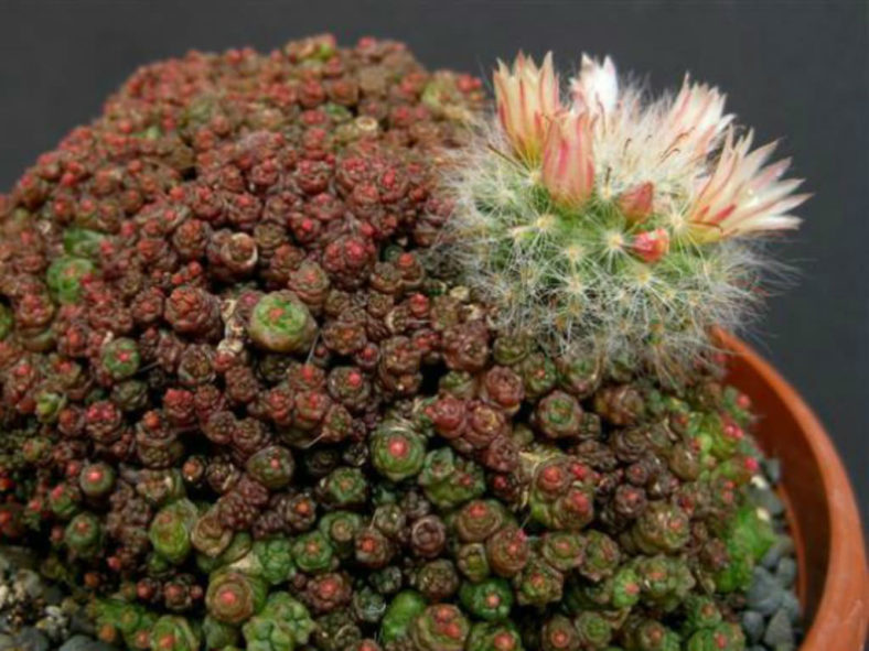 Mammillaria bocasana 'Fred'