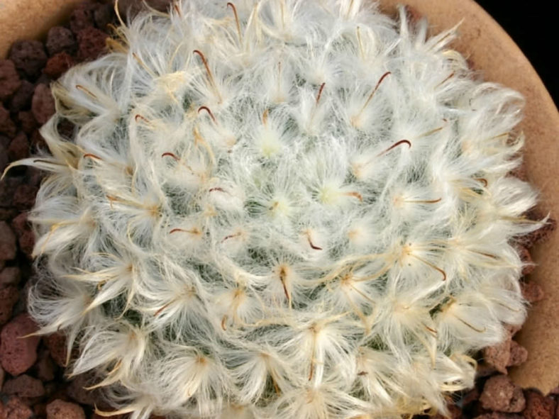 Mammillaria bocasana 'Splendens'