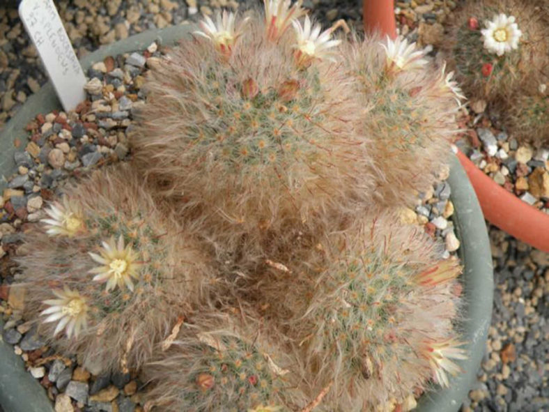 Mammillaria bocasana 'Splendens'