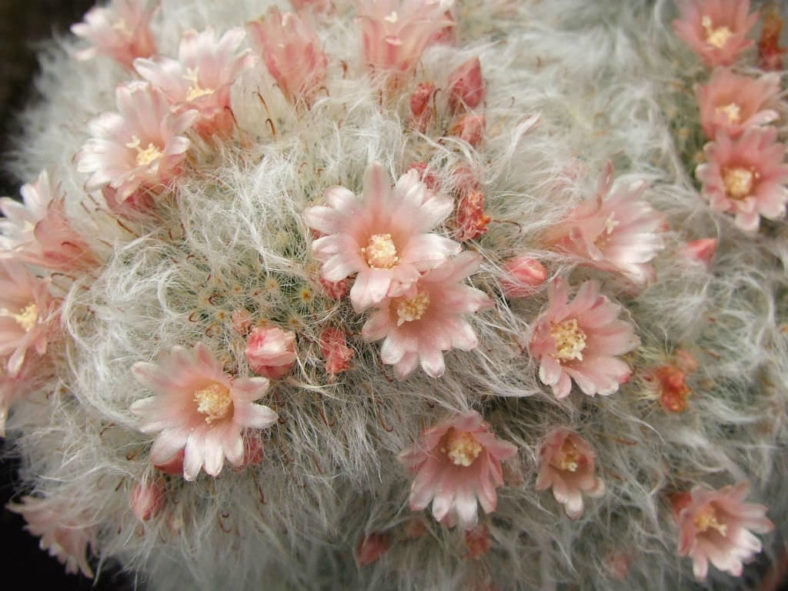 Mammillaria bocasana 'Splendens'