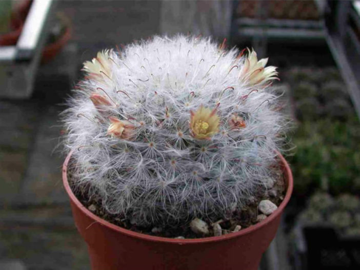 Mammillaria bocasana var. splendens