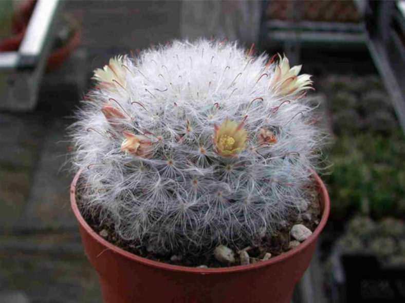 Mammillaria bocasana 'Splendens'