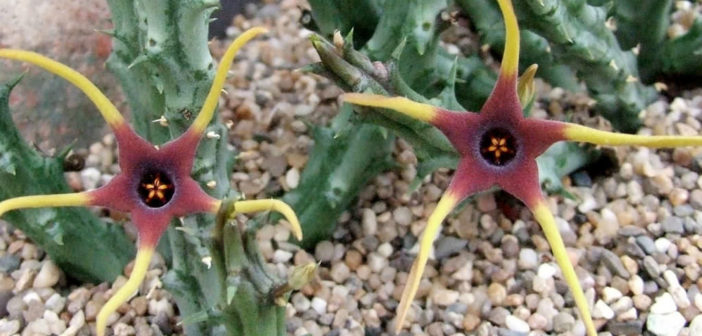 Orbea lugardii - World of Succulents