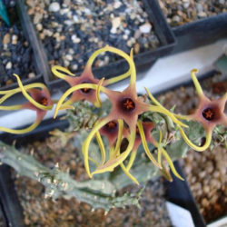 Orbea lugardii
