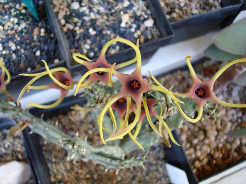 Orbea lugardii
