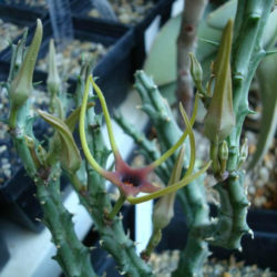 Orbea lugardii