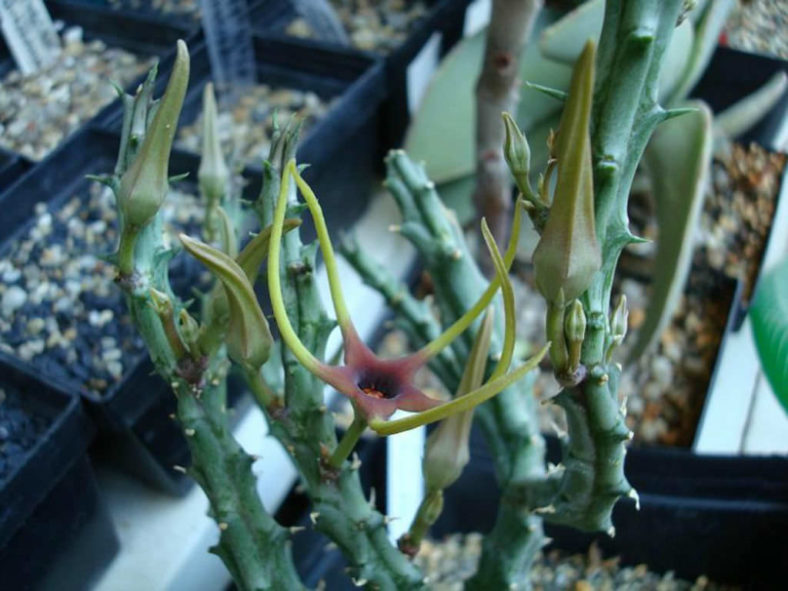 Orbea lugardii