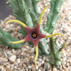 Orbea lugardii