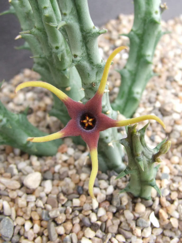 Orbea lugardii