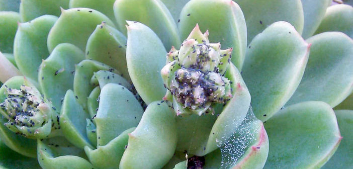 6 Tips for Preventing Pests on Succulents - World of Succulents