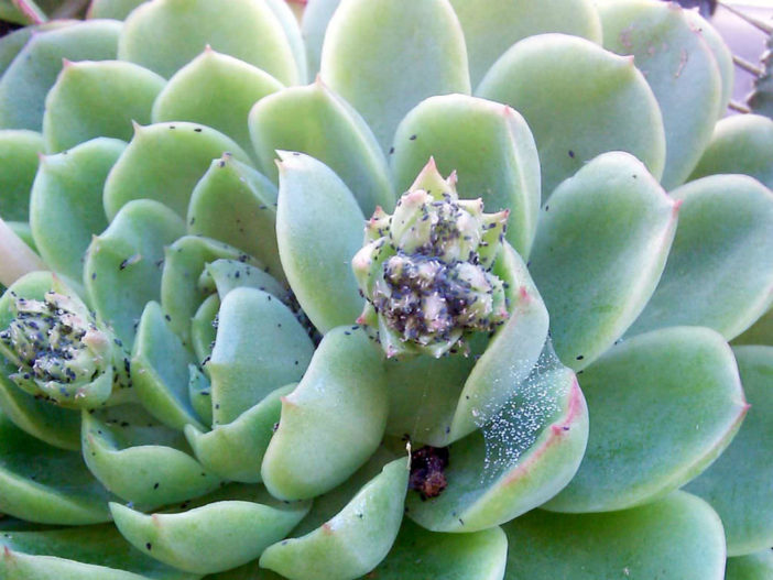 Preventing Pests on Succulents