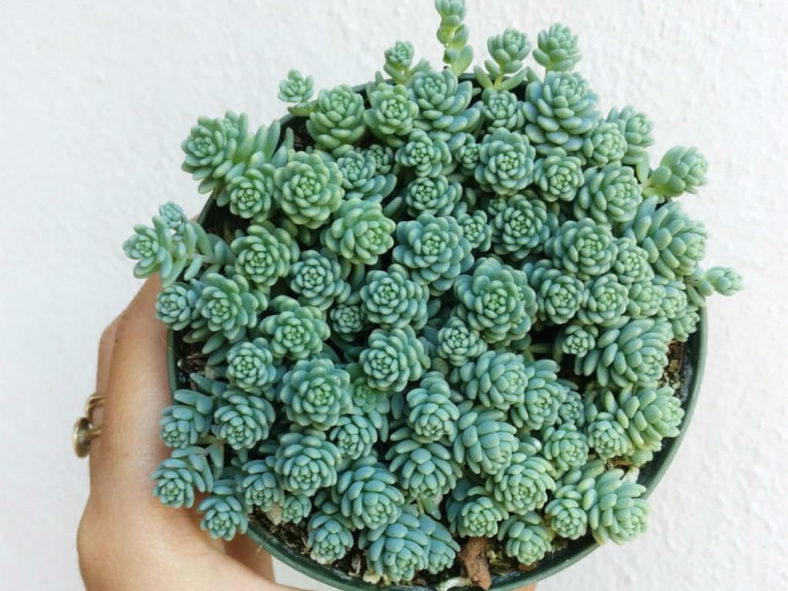 Sedum dasyphyllum 'Major' - Corsican Stonecrop