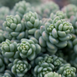 Sedum dasyphyllum 'Major' - Corsican Stonecrop