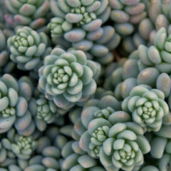 Sedum dasyphyllum 'Major' - Corsican Stonecrop