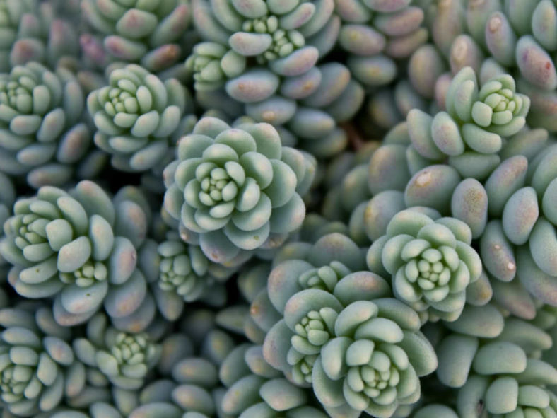 Sedum dasyphyllum 'Major' - Corsican Stonecrop