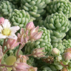 Sedum dasyphyllum 'Major' - Corsican Stonecrop