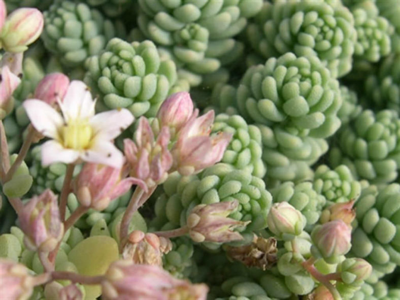Sedum dasyphyllum 'Major' - Corsican Stonecrop
