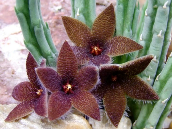 Stapelia olivacea (African Starfish Flower)