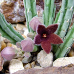 Stapelia olivacea (African Starfish Flower)