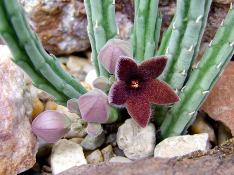 Stapelia olivacea (African Starfish Flower)