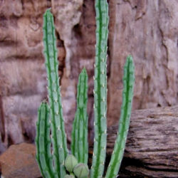 Stapelia olivacea (African Starfish Flower)