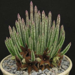 Stapelia olivacea (African Starfish Flower)