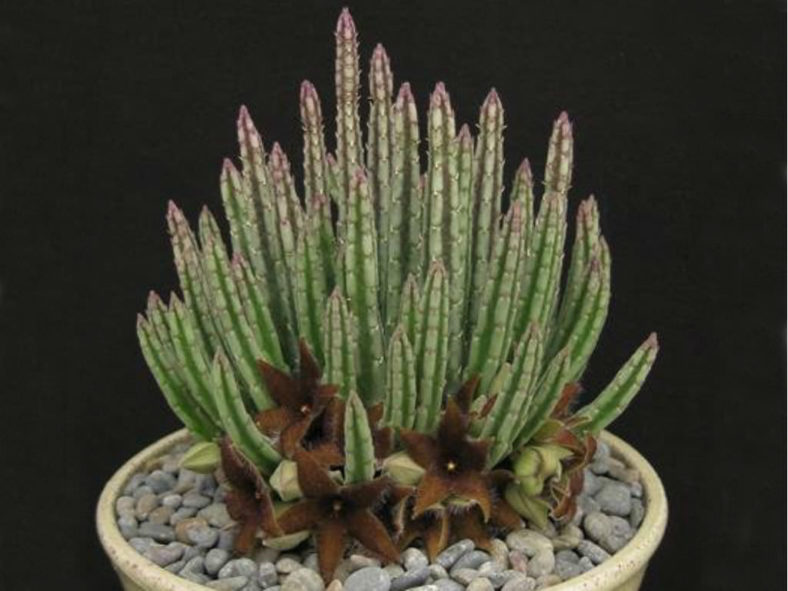 Stapelia olivacea (African Starfish Flower)