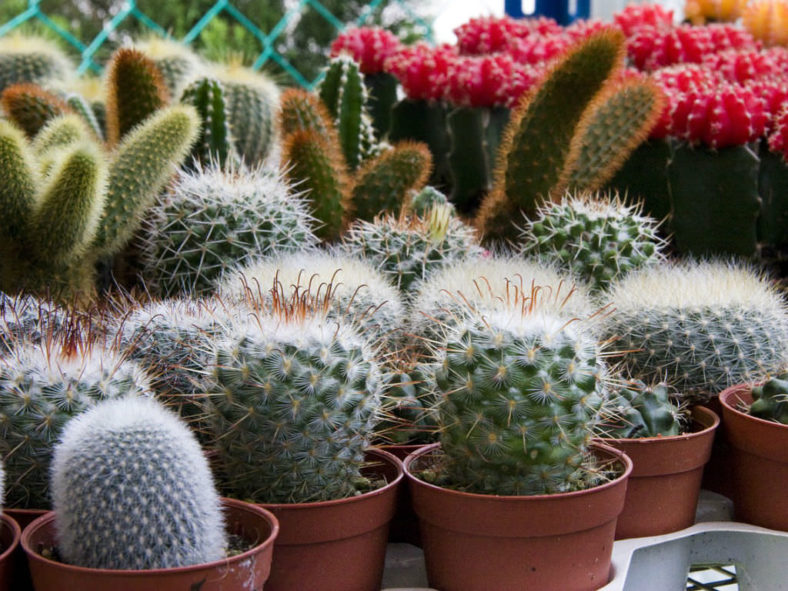 Fix a Wilting Cactus