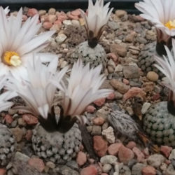 Turbinicarpus valdezianus var. albiflorus