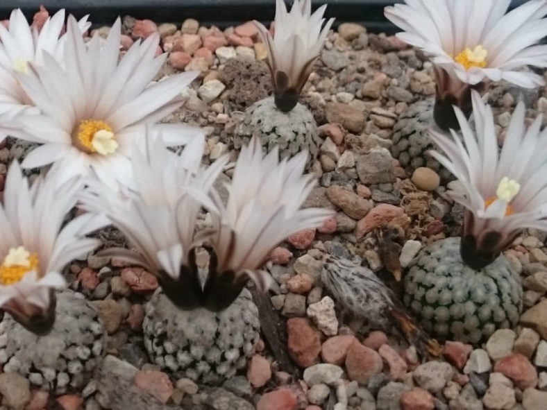 Turbinicarpus valdezianus var. albiflorus