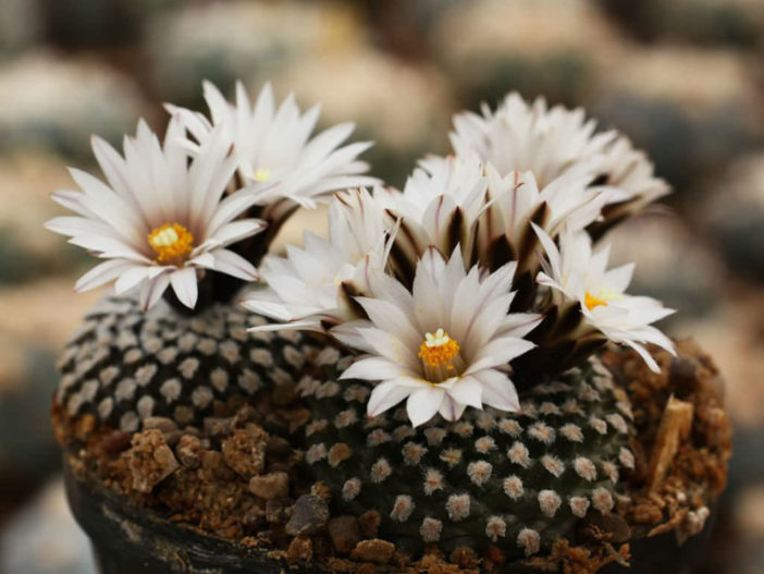 Turbinicarpus valdezianus var. albiflorus