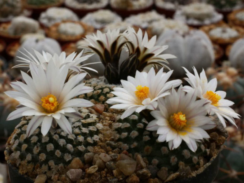 Turbinicarpus valdezianus var. albiflorus