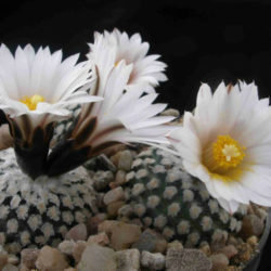 Turbinicarpus valdezianus var. albiflorus