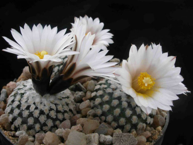 Turbinicarpus valdezianus var. albiflorus